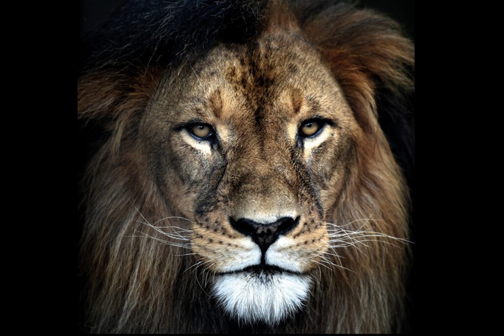 AluArt Lion Mondiart 100 x 100 cm.