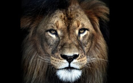 AluArt Lion Mondiart 100 x 100 cm.